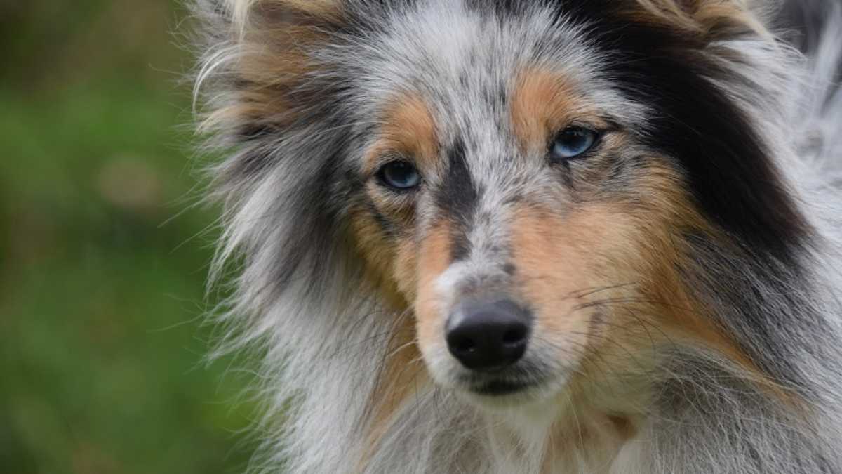 Ask the Vet Do Dogs Need Tetanus Shots Dog Discoveries