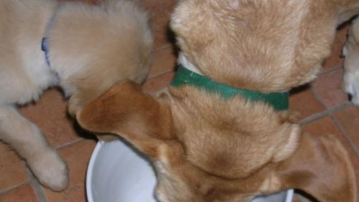 Dog acne store plastic bowls