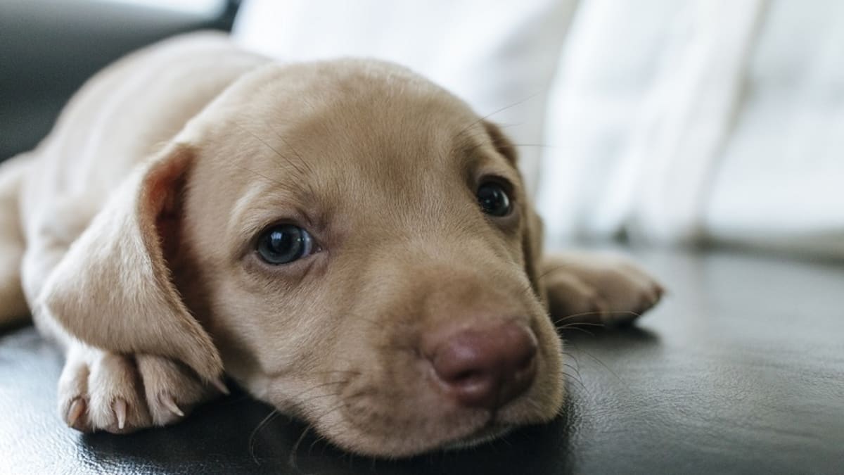 Dog ate a hot sale clorox wipe