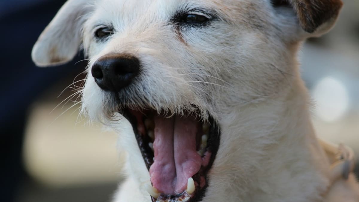 Dog throwing up feces 2025