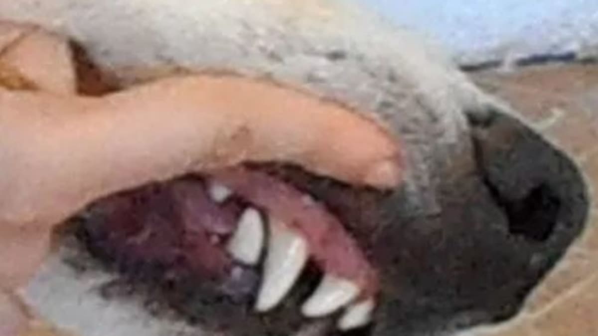Dealing With Dogs With Overbites Dog Discoveries