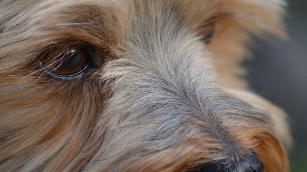 Diabetes in store dogs eyes