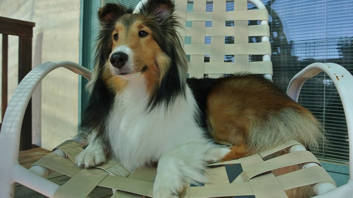 Can My Dog Go In Heat After Being Spayed Dog Discoveries