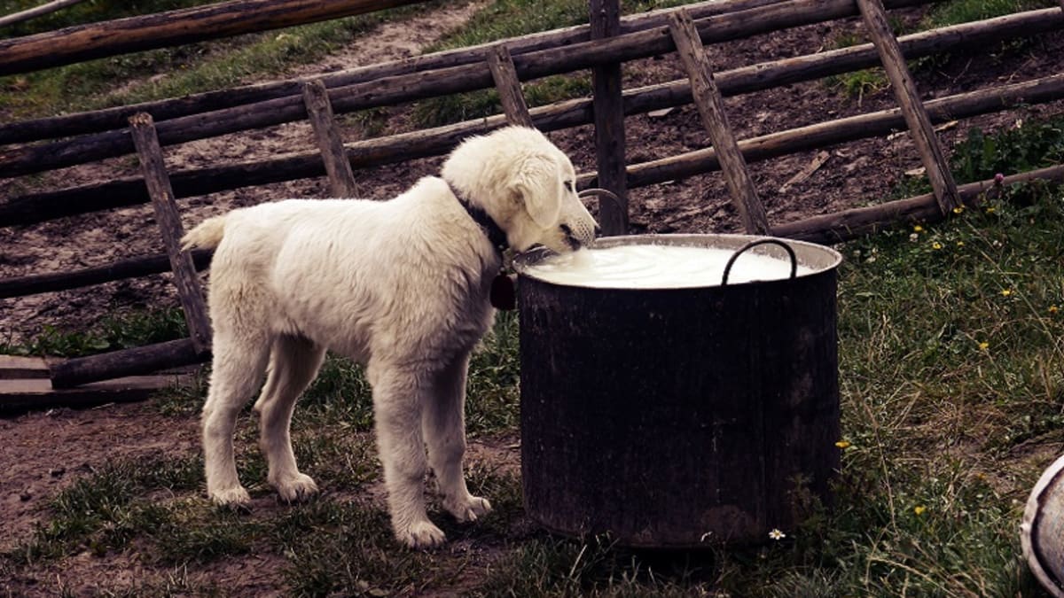 Can dogs eat outlet hot food