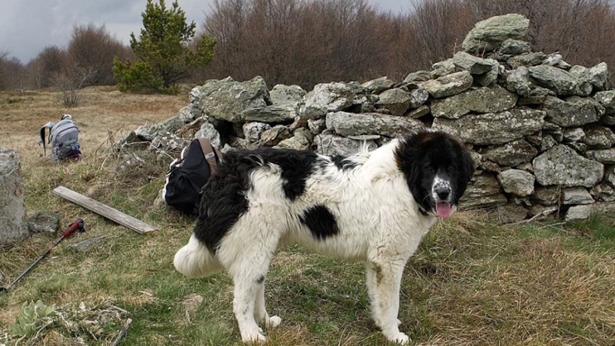 Homemade dog food recipe for struvite discount bladder stones