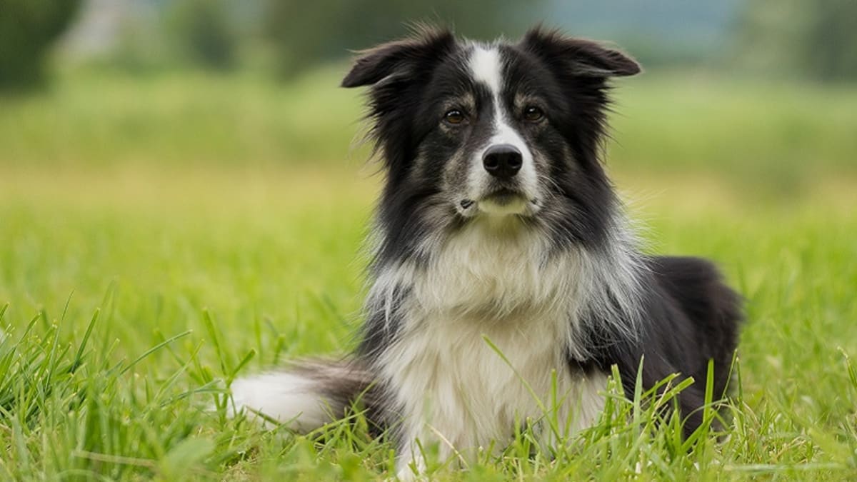 Ask the Vet How to Kill Parvovirus in Your Yard and Home Dog
