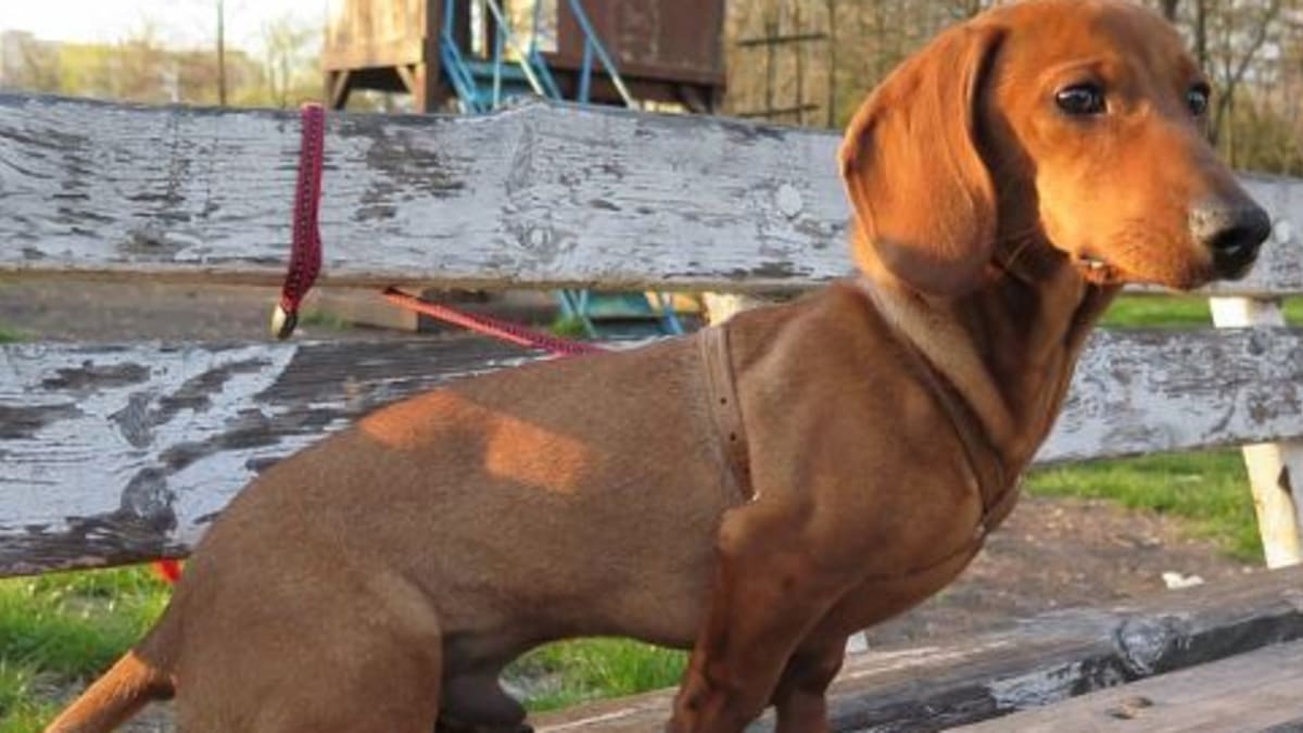 Long legged dachshund for sale shop