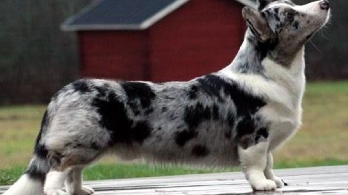 Merle coat pattern sales
