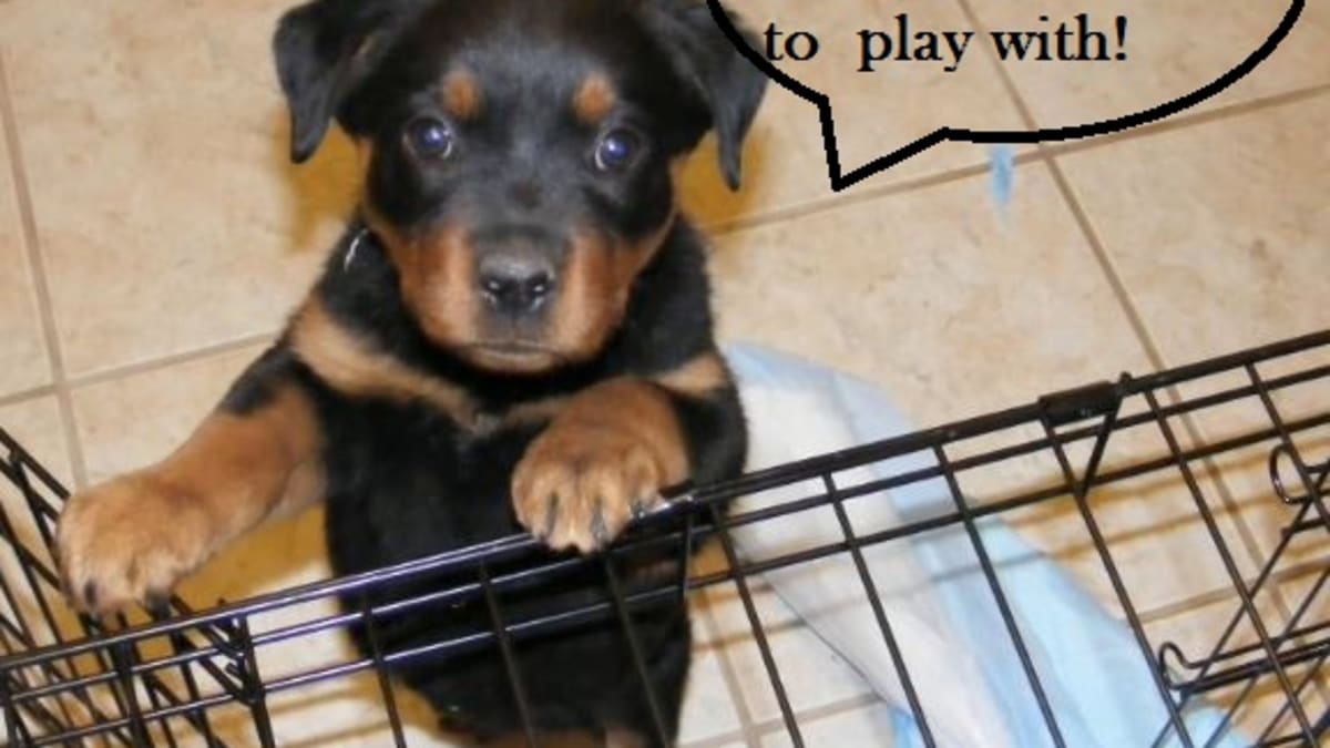 Can you put puppy shop pads in a crate