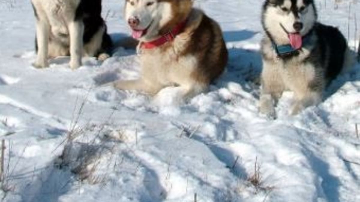 Siberian spitz discount