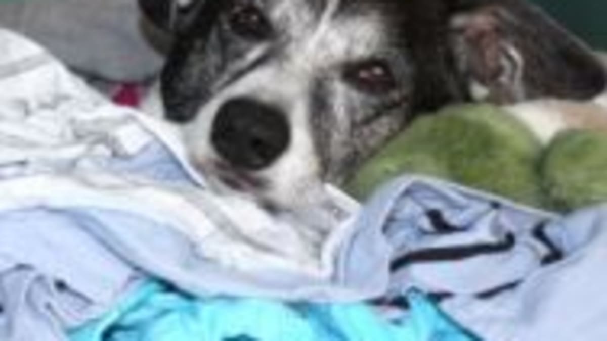 Can you kill a dog store with benadryl