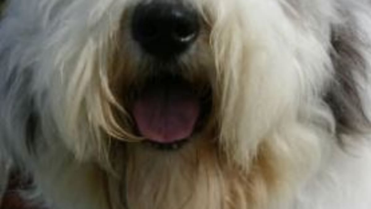 Dog breed with 2024 hair covering eyes