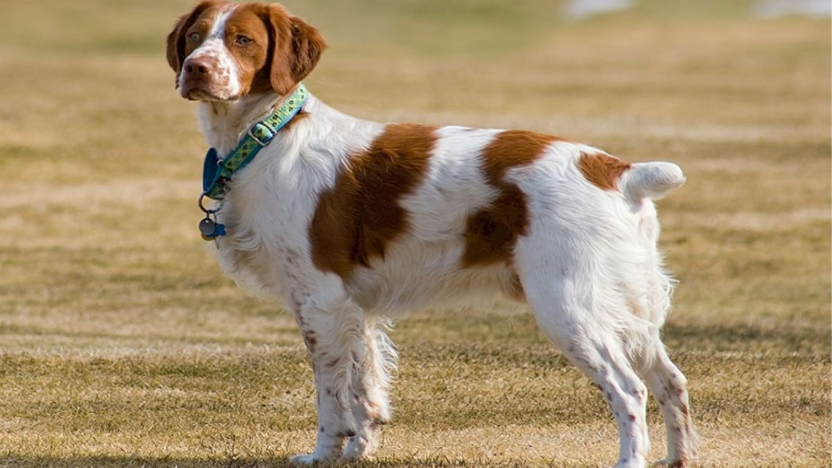 Brittany 2025 spaniel dog