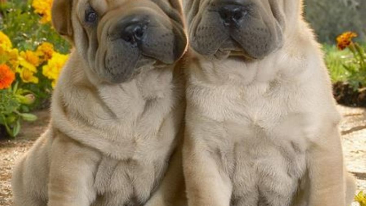 Gilberts cheap shar pei