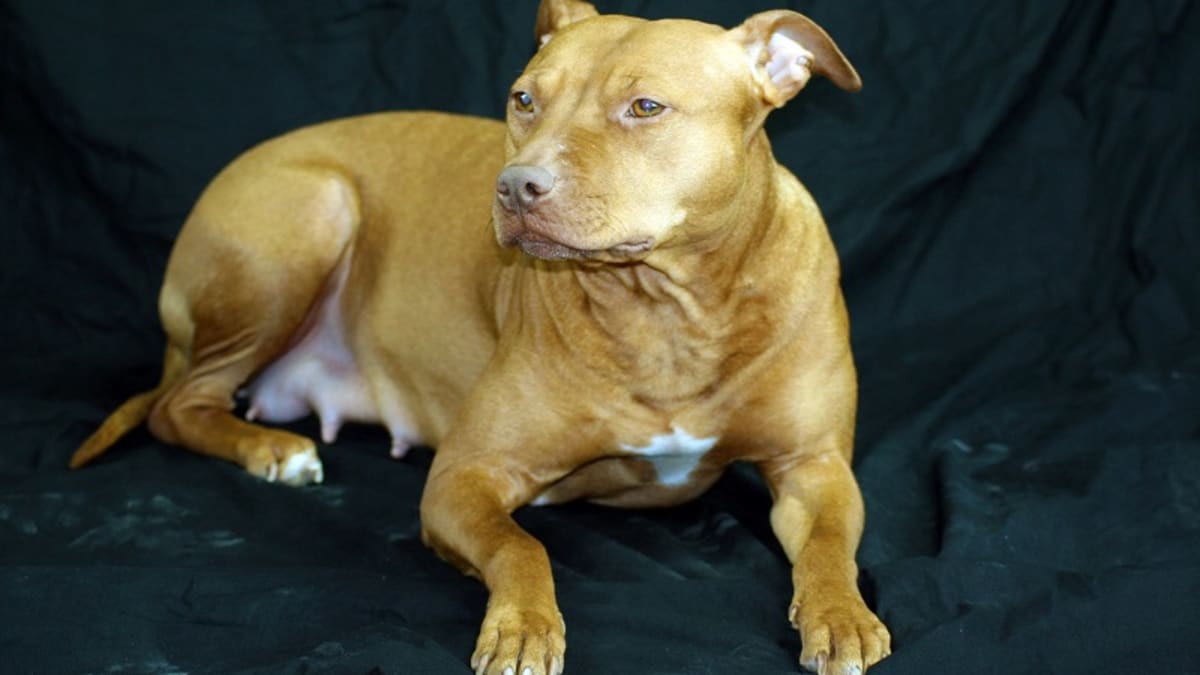 Calcium for dogs in labor sale
