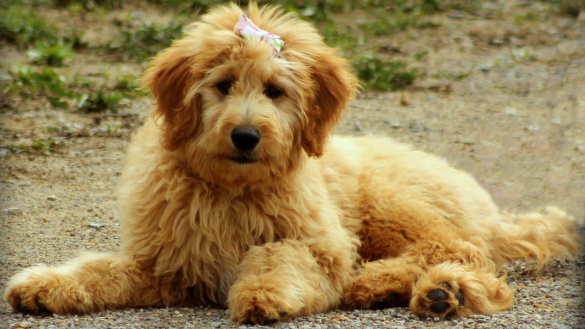 F2 shop goldendoodle shedding