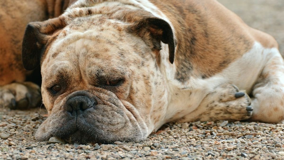 Pepto Bismol for Dog Upset Stomach Dog Discoveries