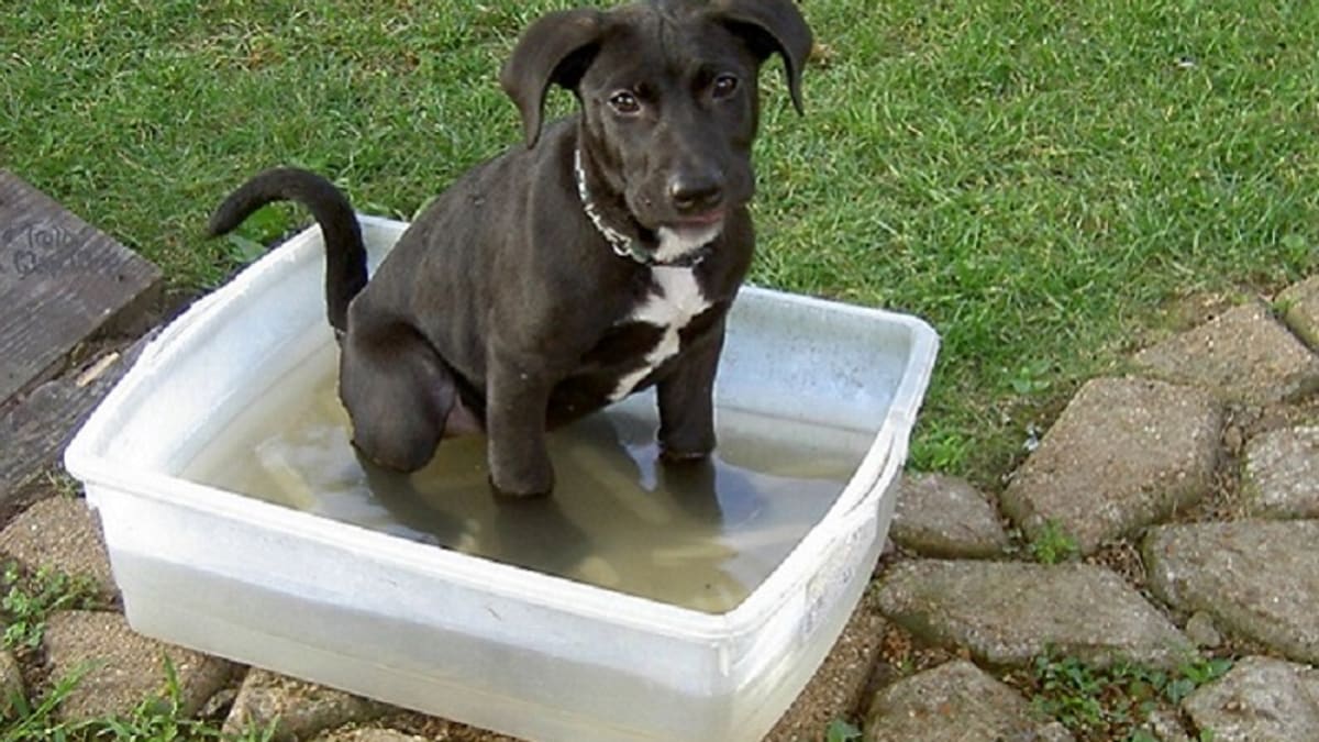 Grain free bland sales diet for dogs