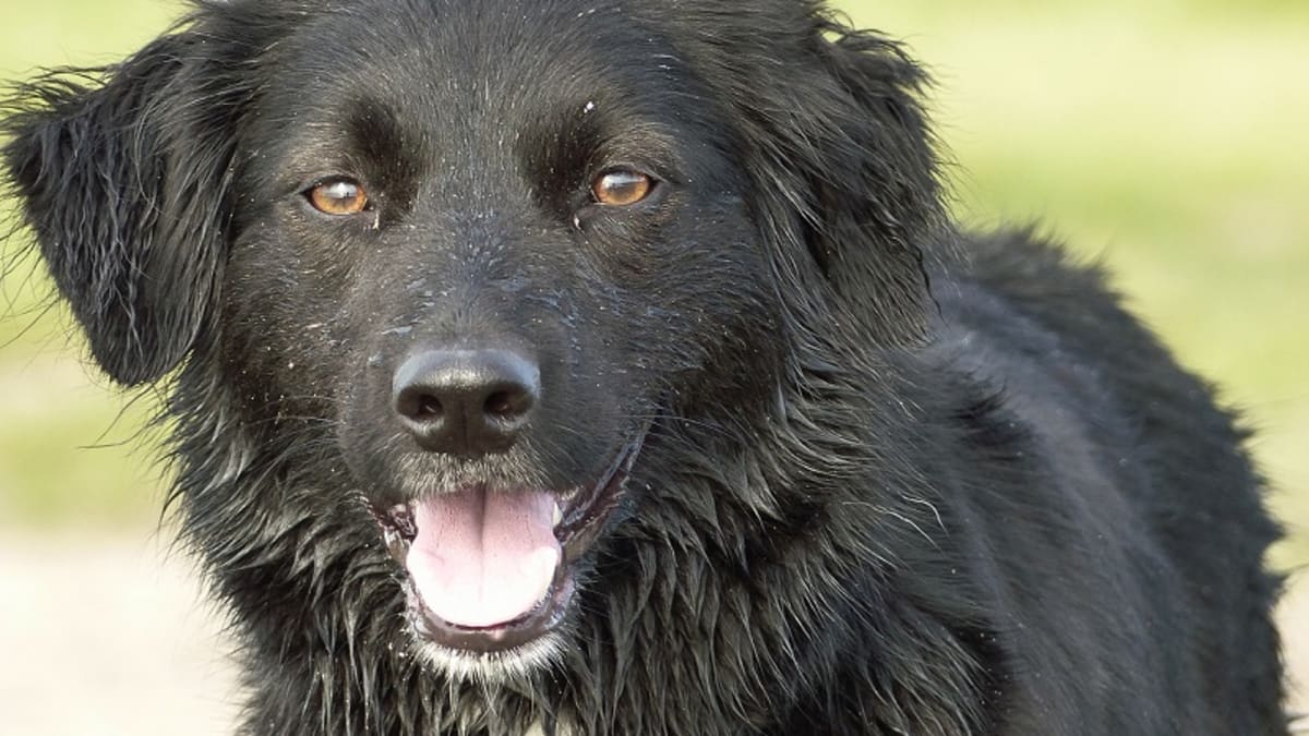 Dog Stud Tail Home Remedies Dog Discoveries