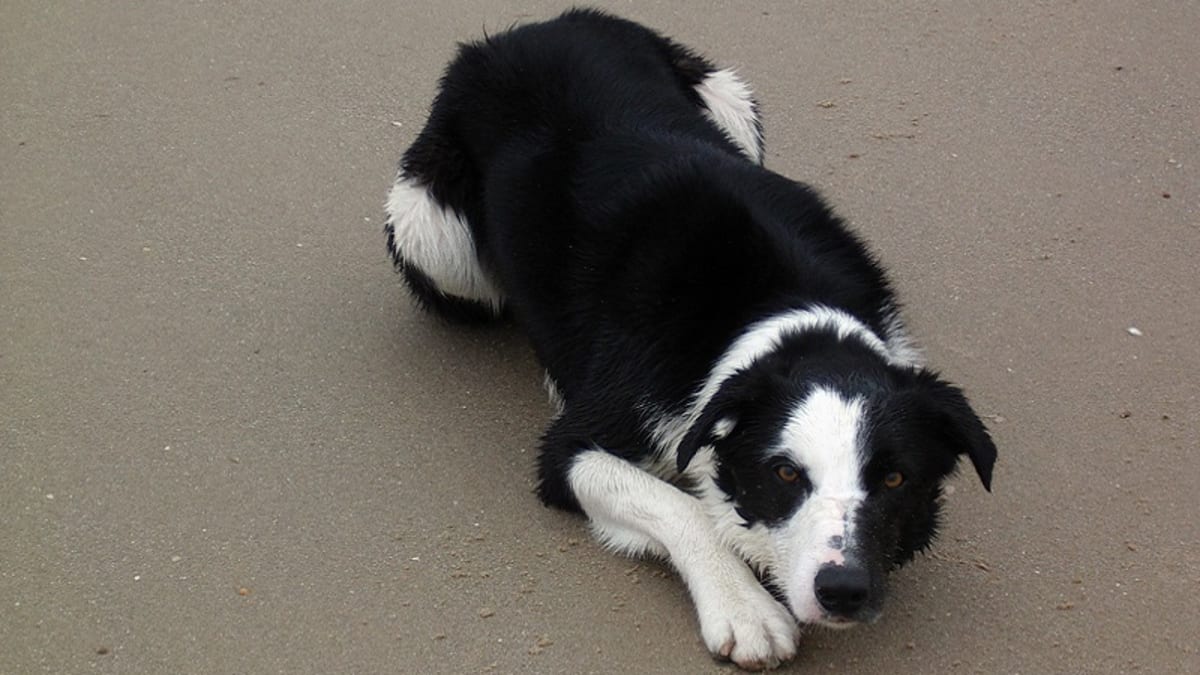 Home remedies for hot sale tracheal collapse in dogs