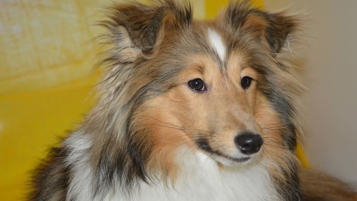 Home remedies hotsell for dog incontinence