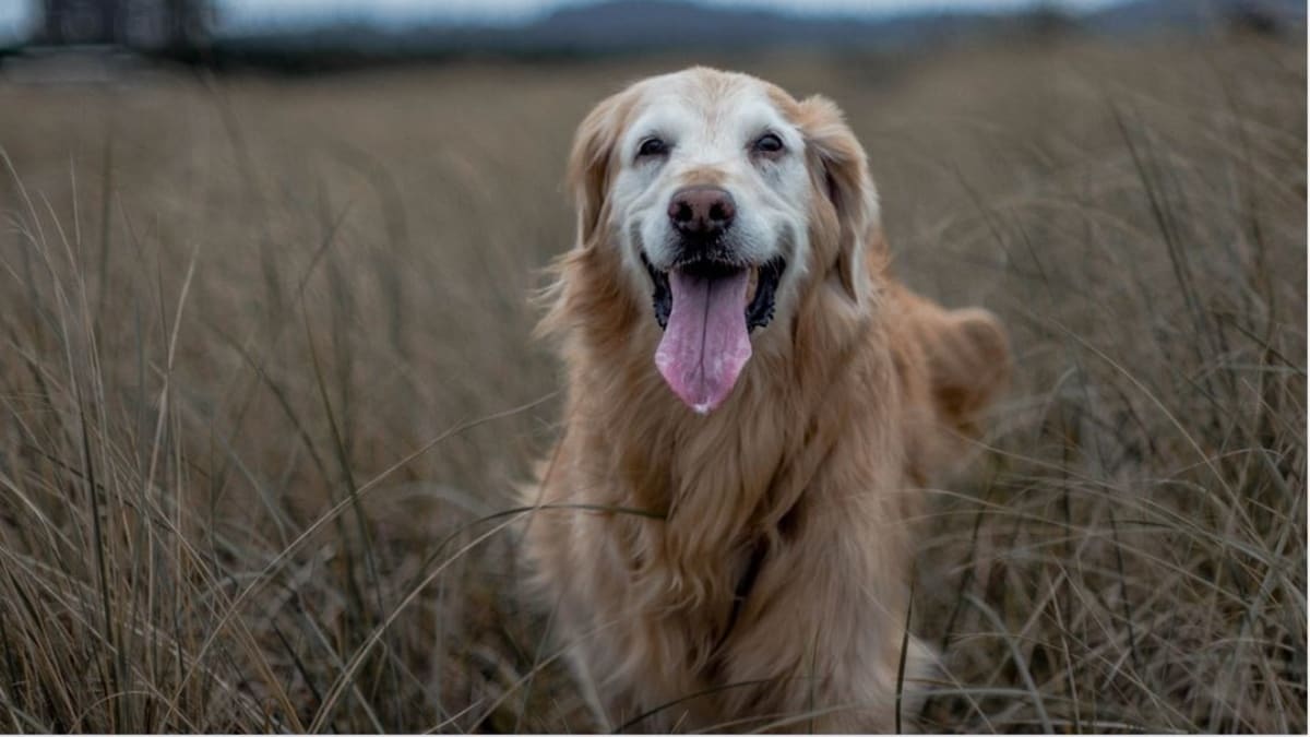 Why Do Dogs Fur Change Color Dog Discoveries