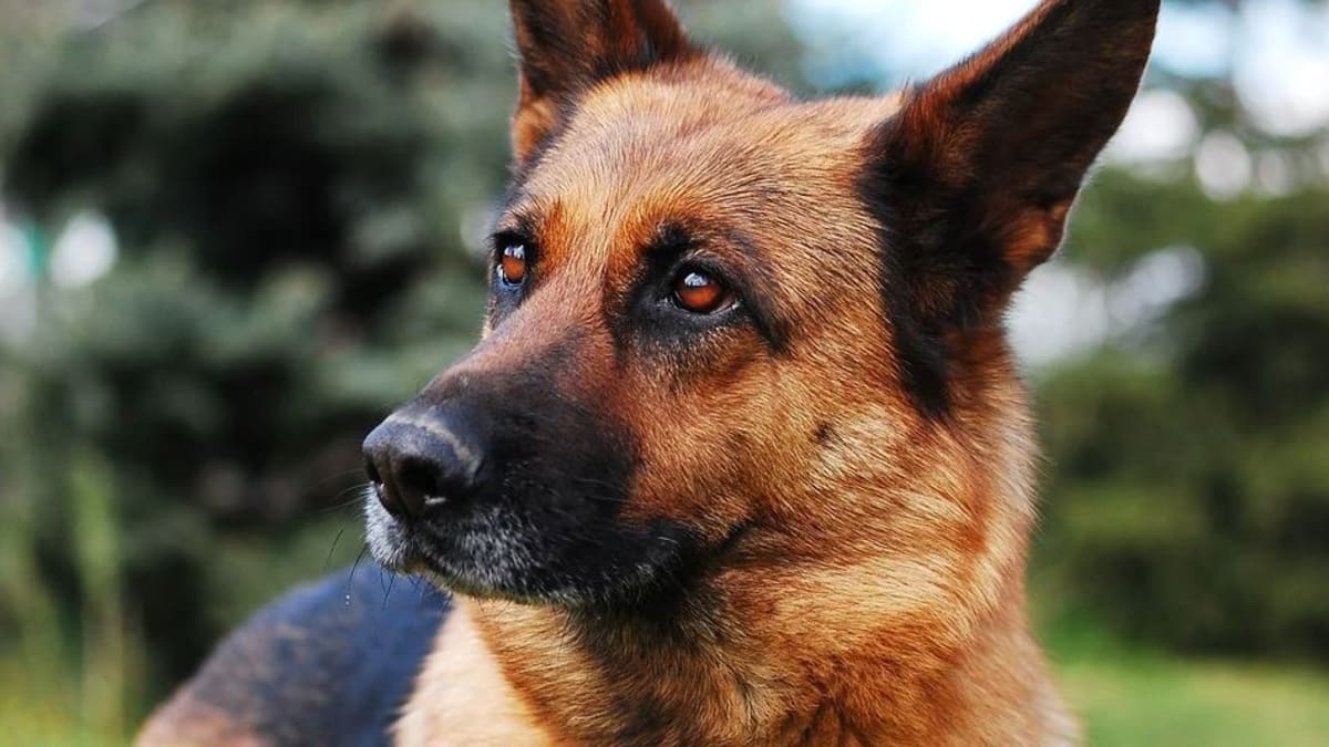 German shepherd second heat top