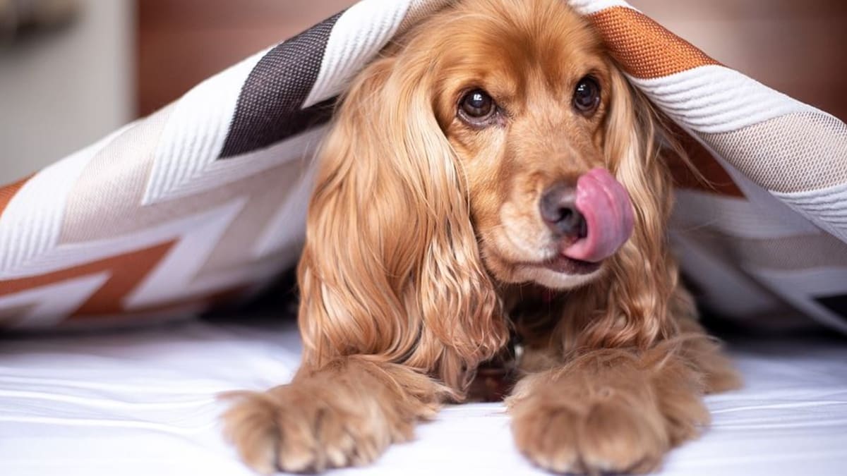 Can dogs new arrivals eat baby food