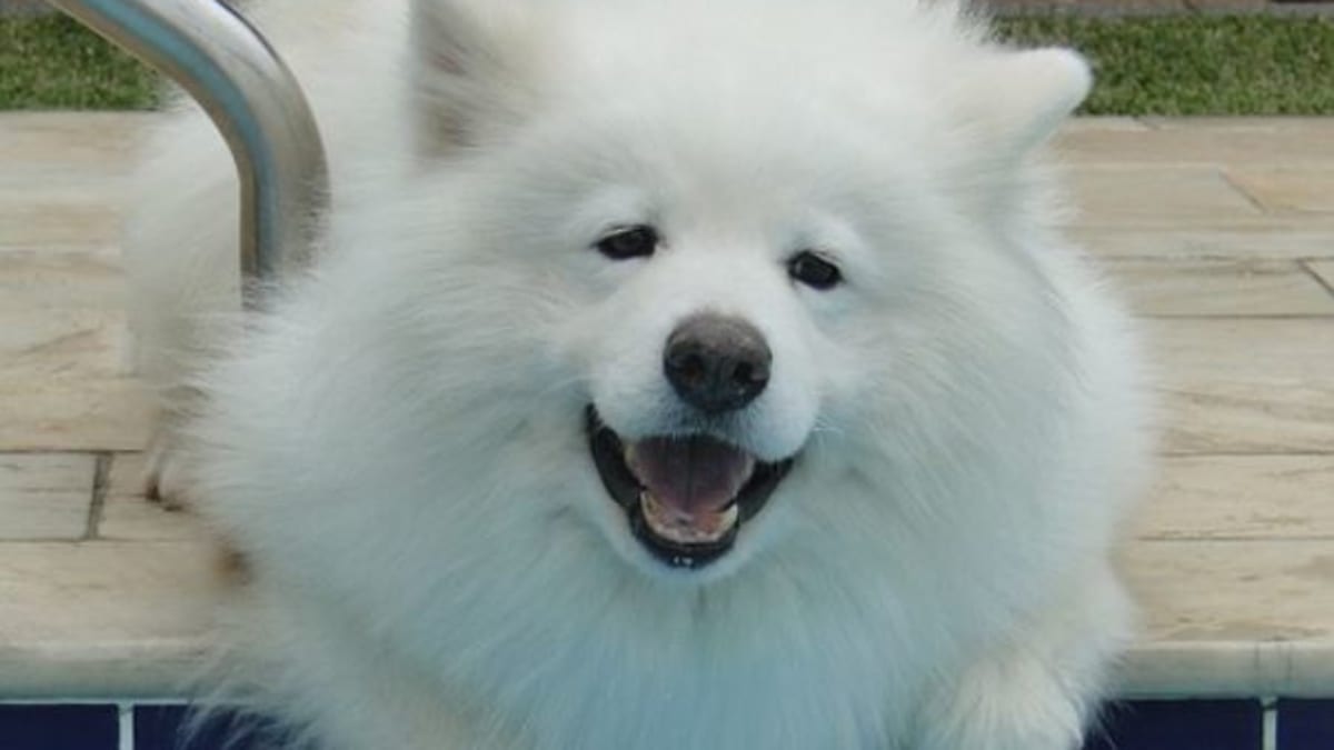Samoyed smile best sale