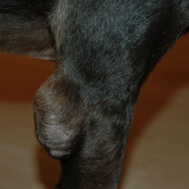 Picture of dog elbow hygroma