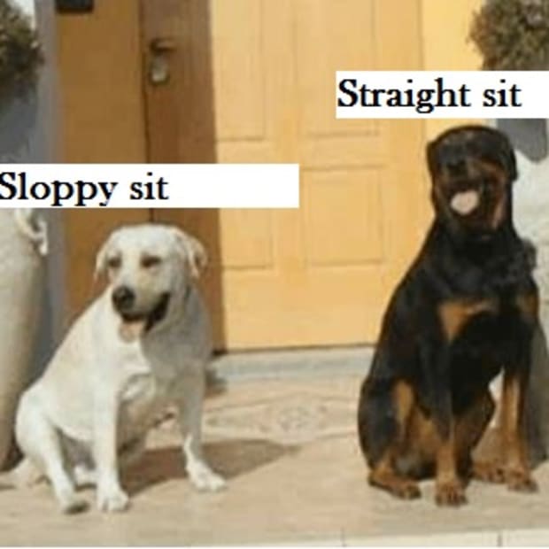 sloppy sit dog