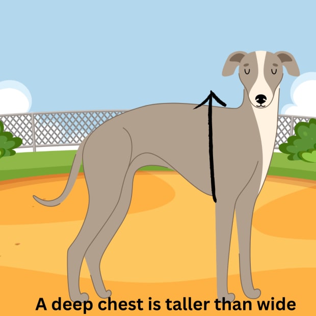 A deep chest is taller than wide