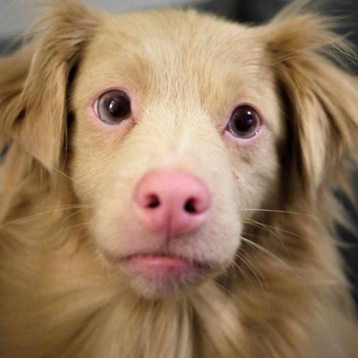 why are some dogs born with pink noses