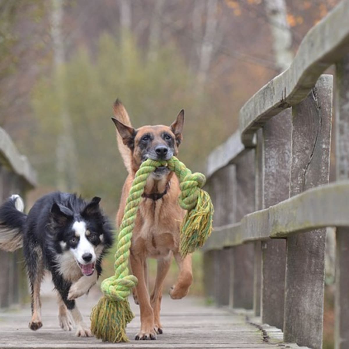 Why Do Dogs Like Playing Tug Of War Dog Discoveries