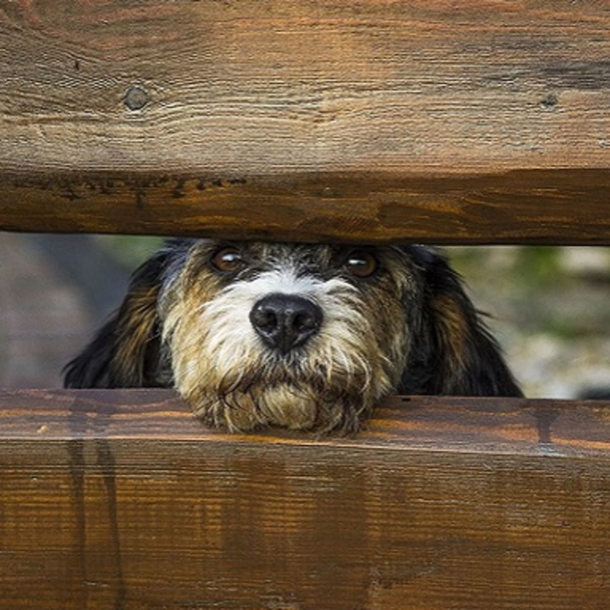 how to stop dogs from fighting through fence