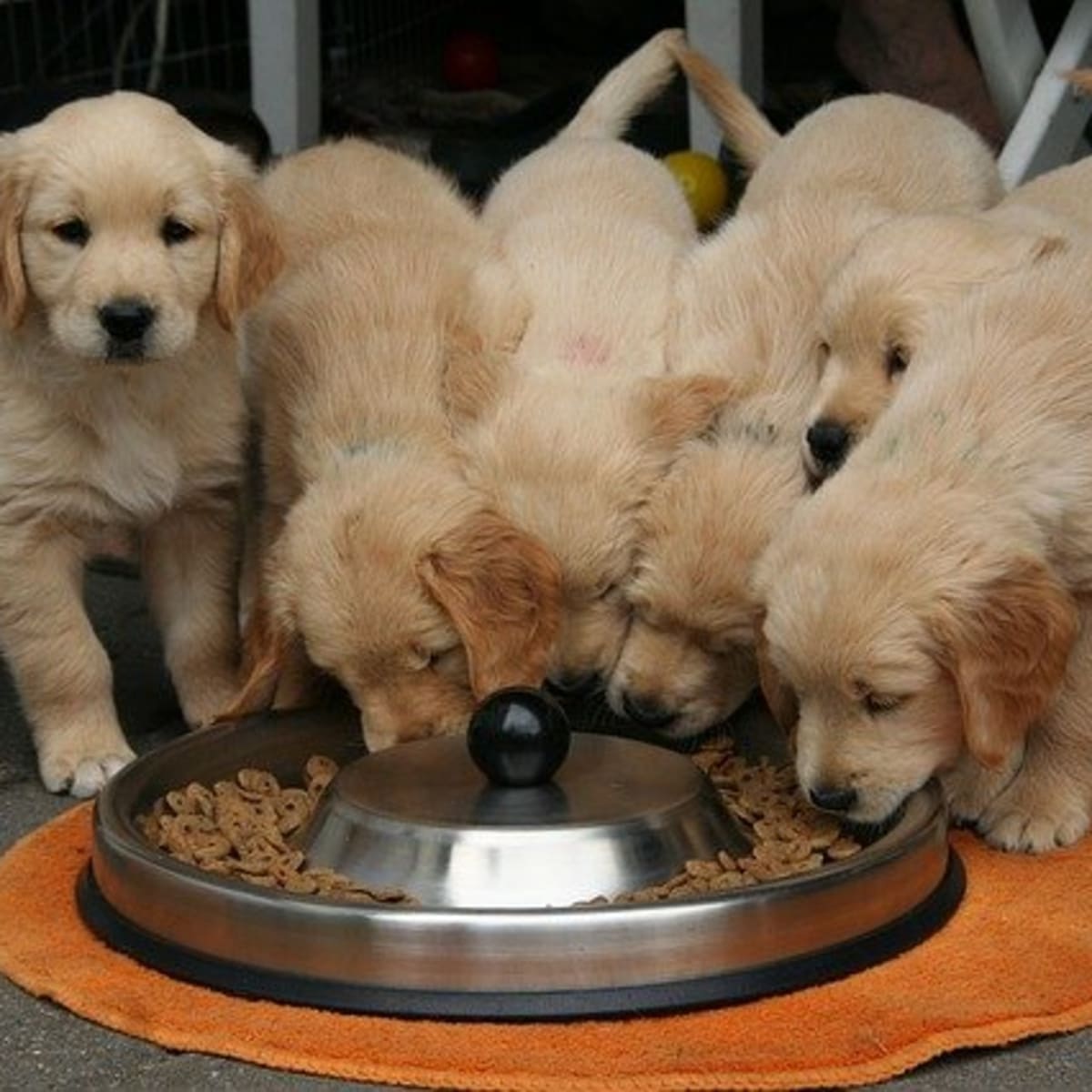 what can you give puppies to eat