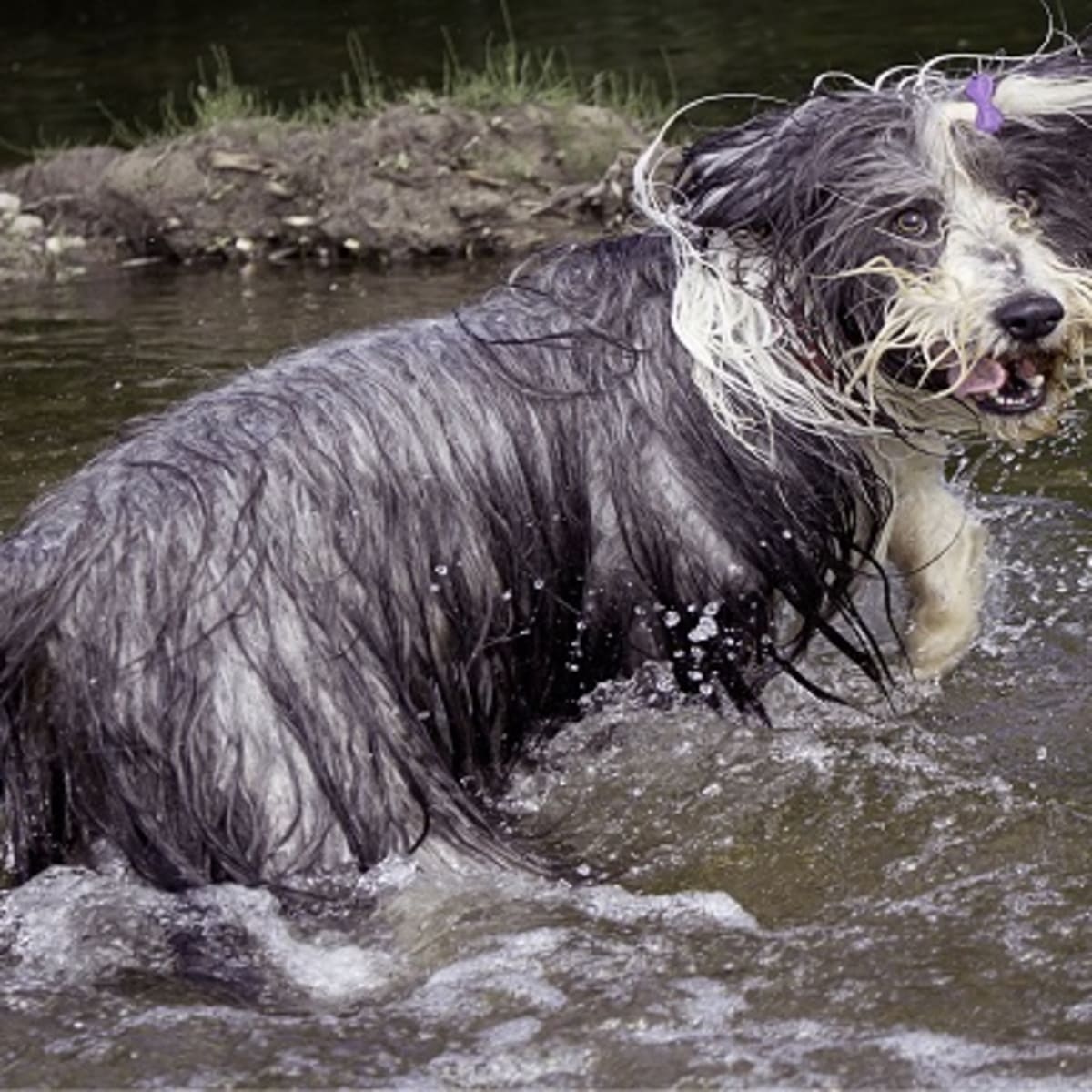 why does my dog get excited after a bath