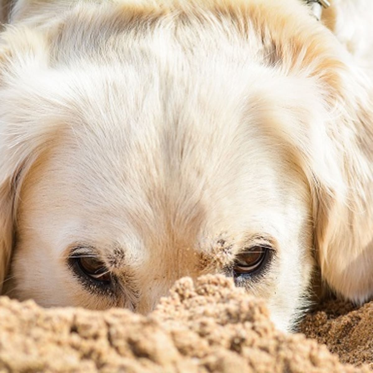 why dogs eat dirt and rocks