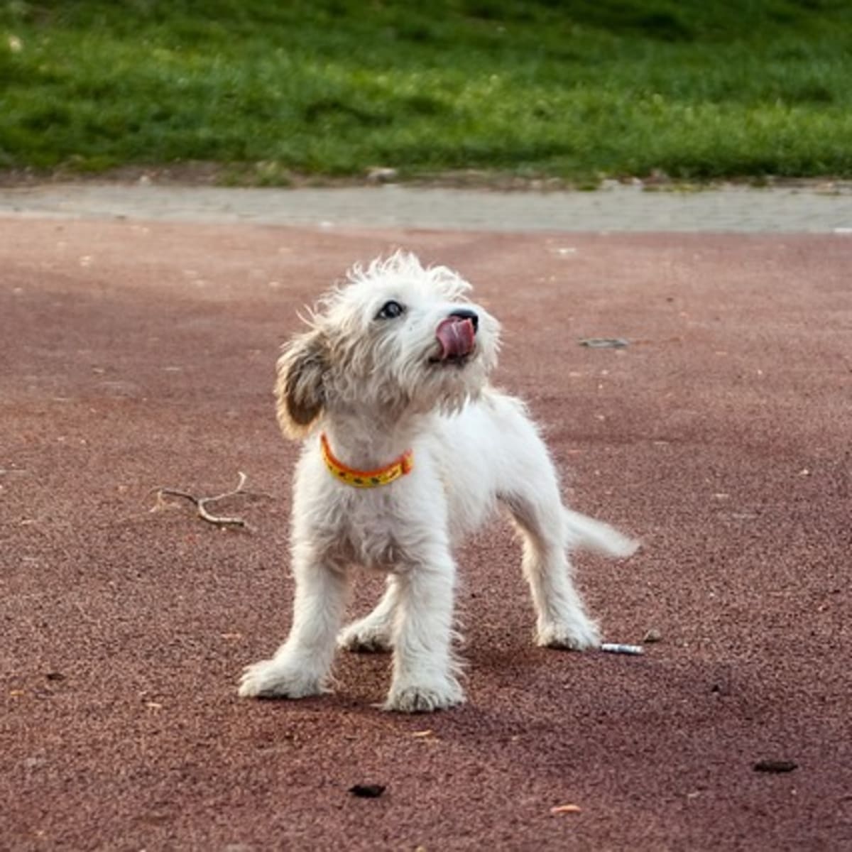 do pregnant dogs eat their own poop