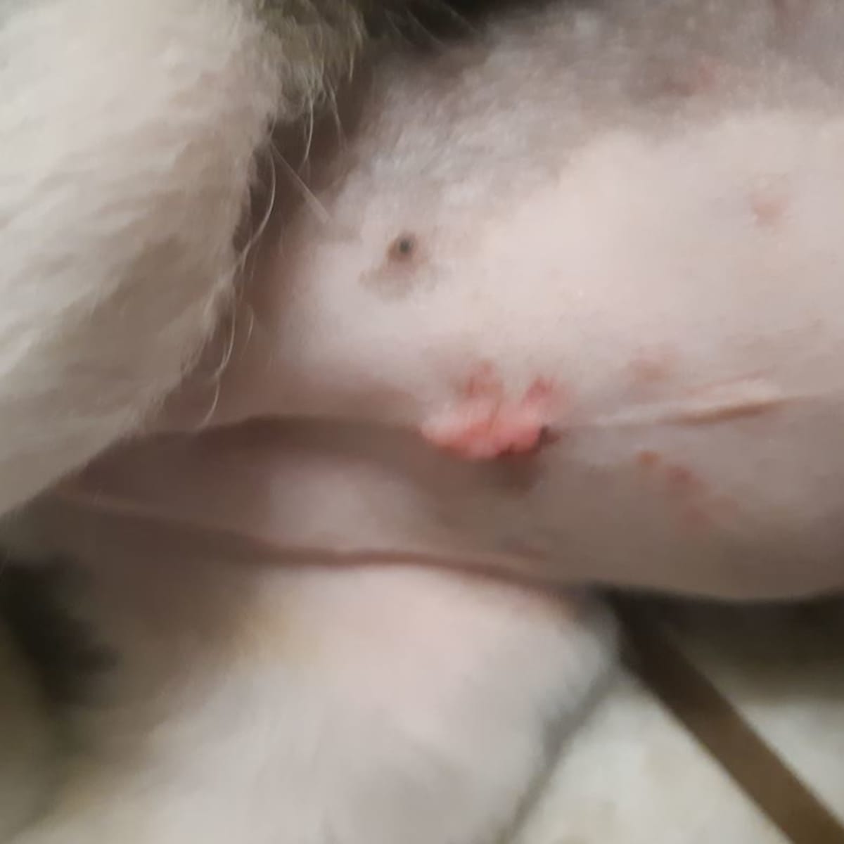 Lump On A Dog S Belly Seroma After Spay Surgery Dog Discoveries