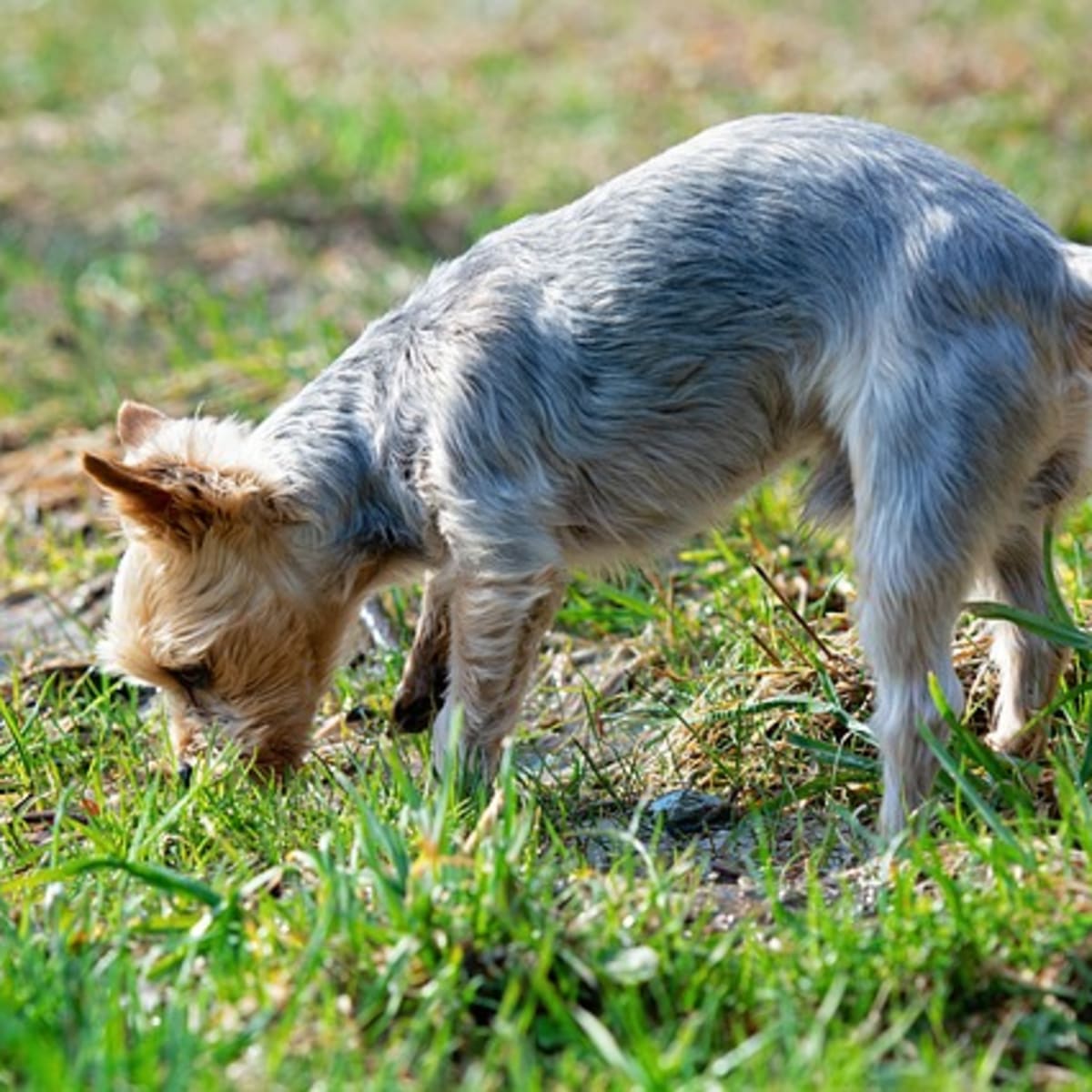 why do dogs eat grass or weeds