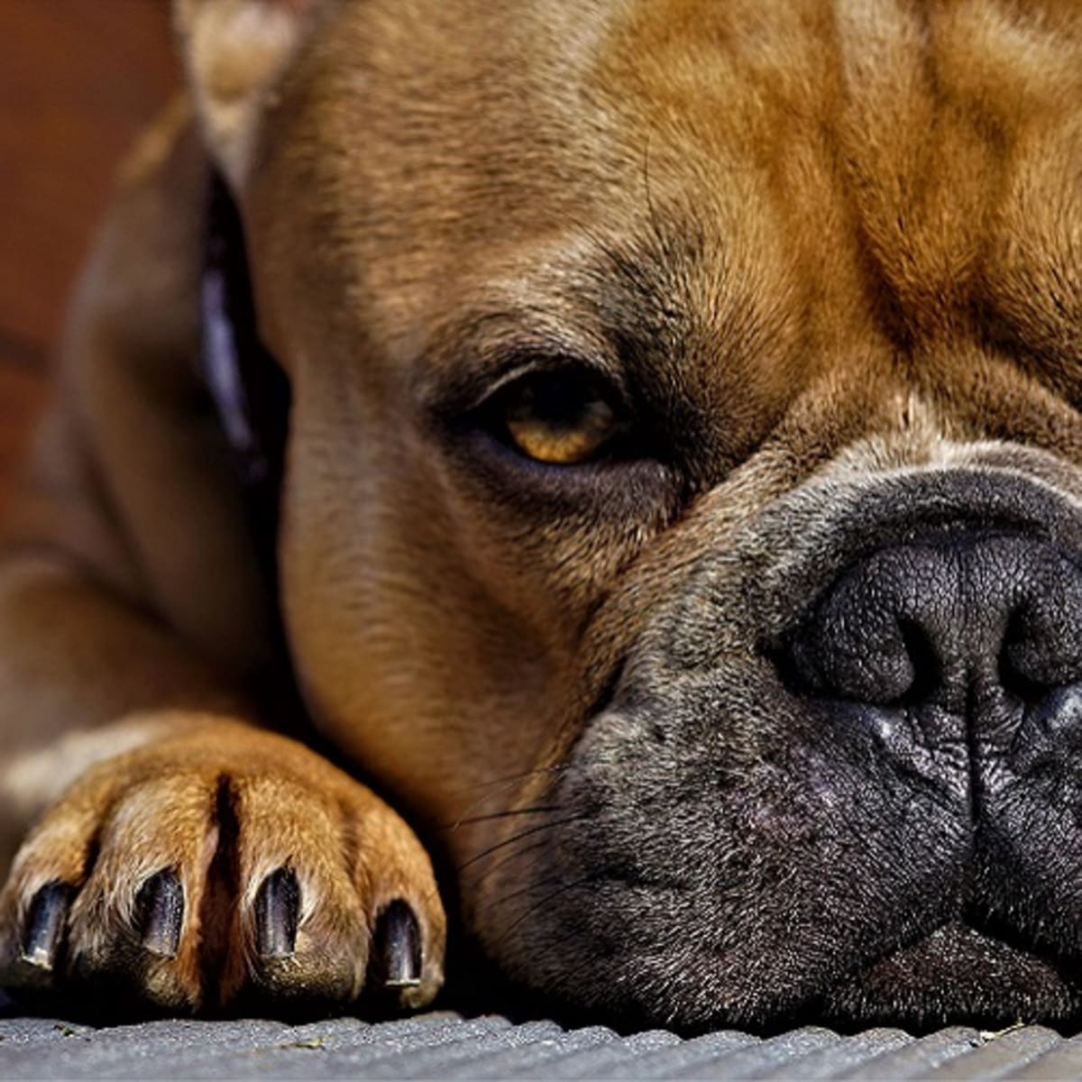 Ask The Vet Swollen And Red Paws In Dogs Dog Discoveries