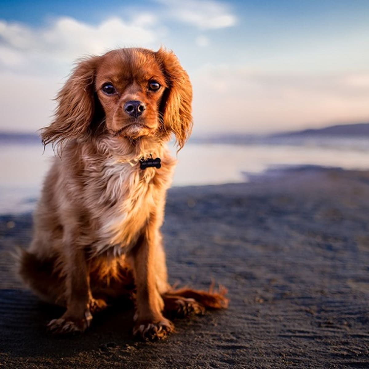 Causes Of Low Albumin In Dogs Dog Discoveries