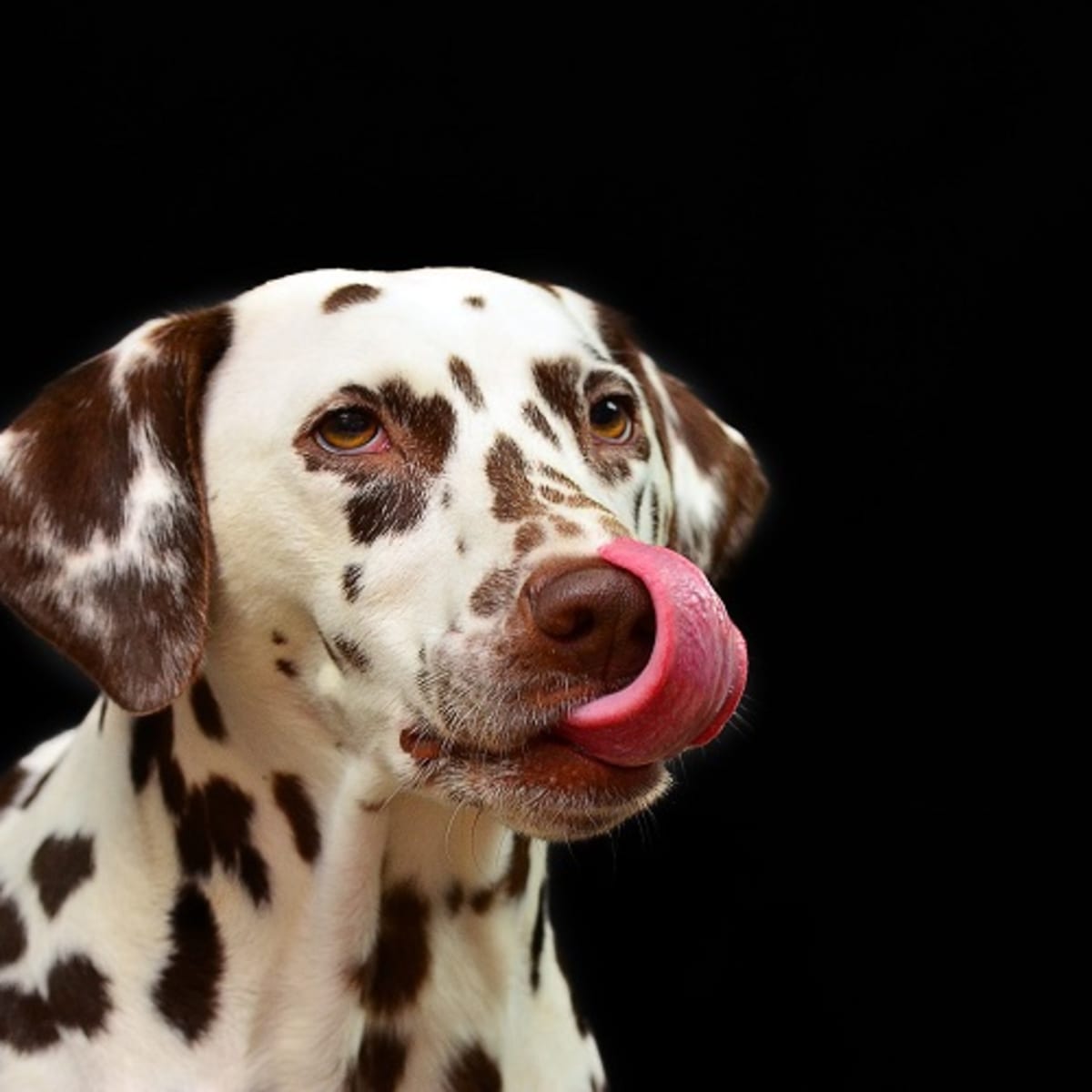 what is the difference between vomiting and regurgitation in dogs