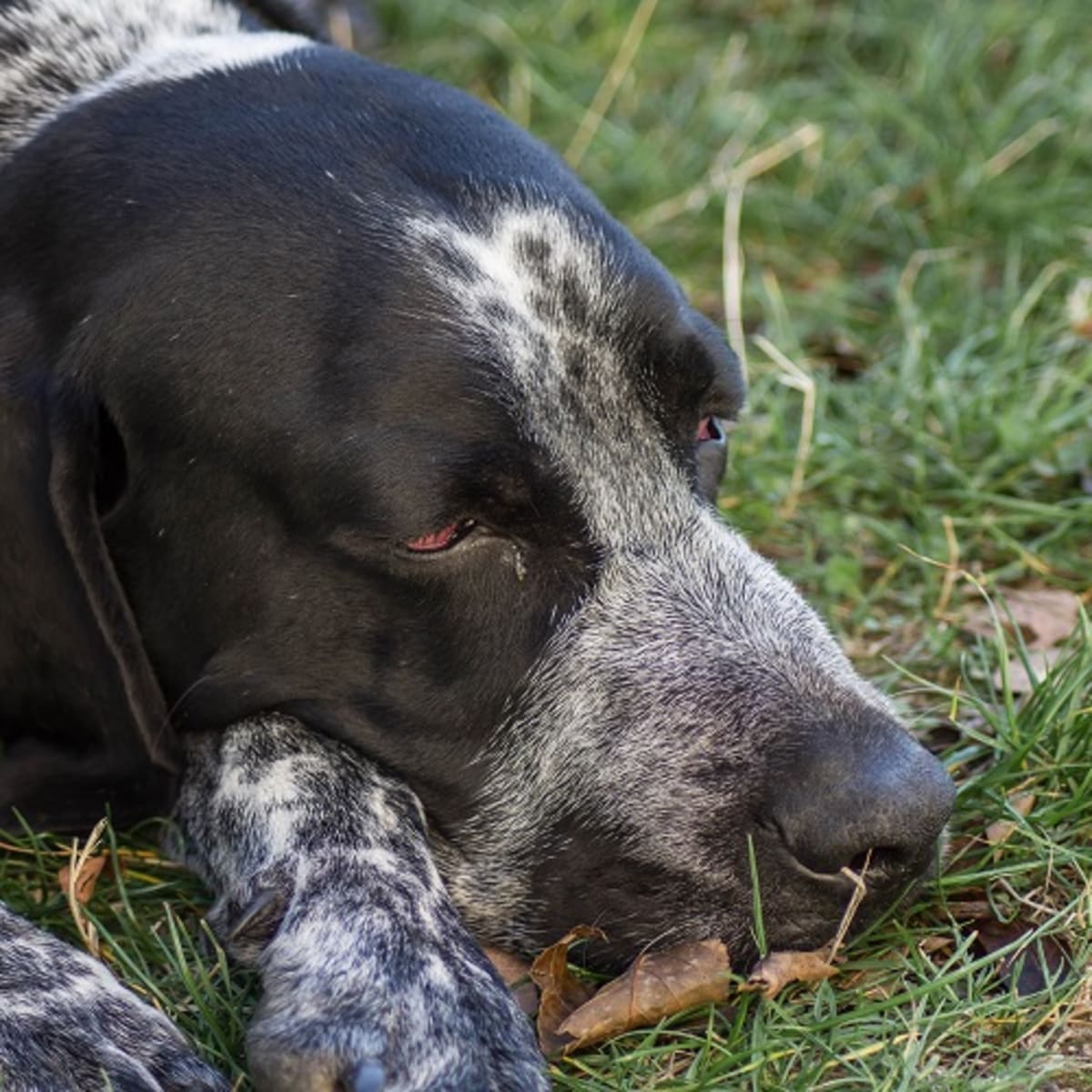 what causes skin discoloration in dogs