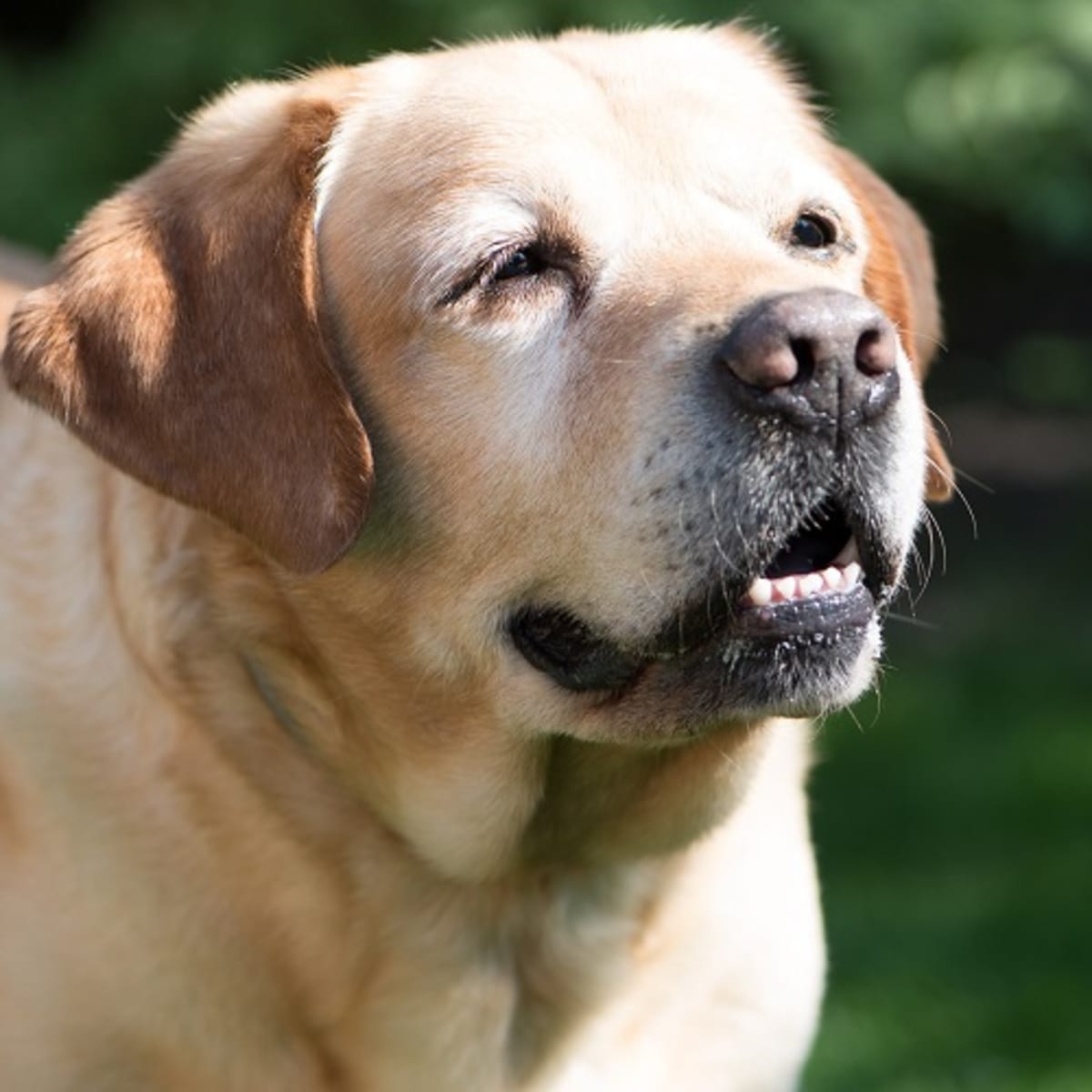 is sedation dangerous for dogs