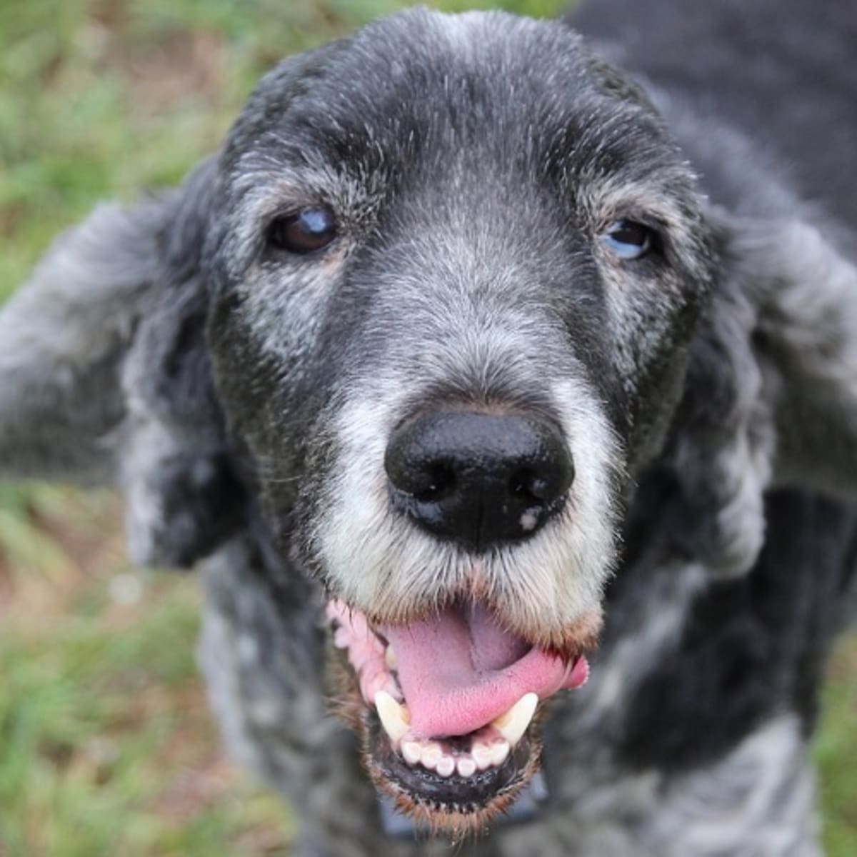 why old dogs have seizures