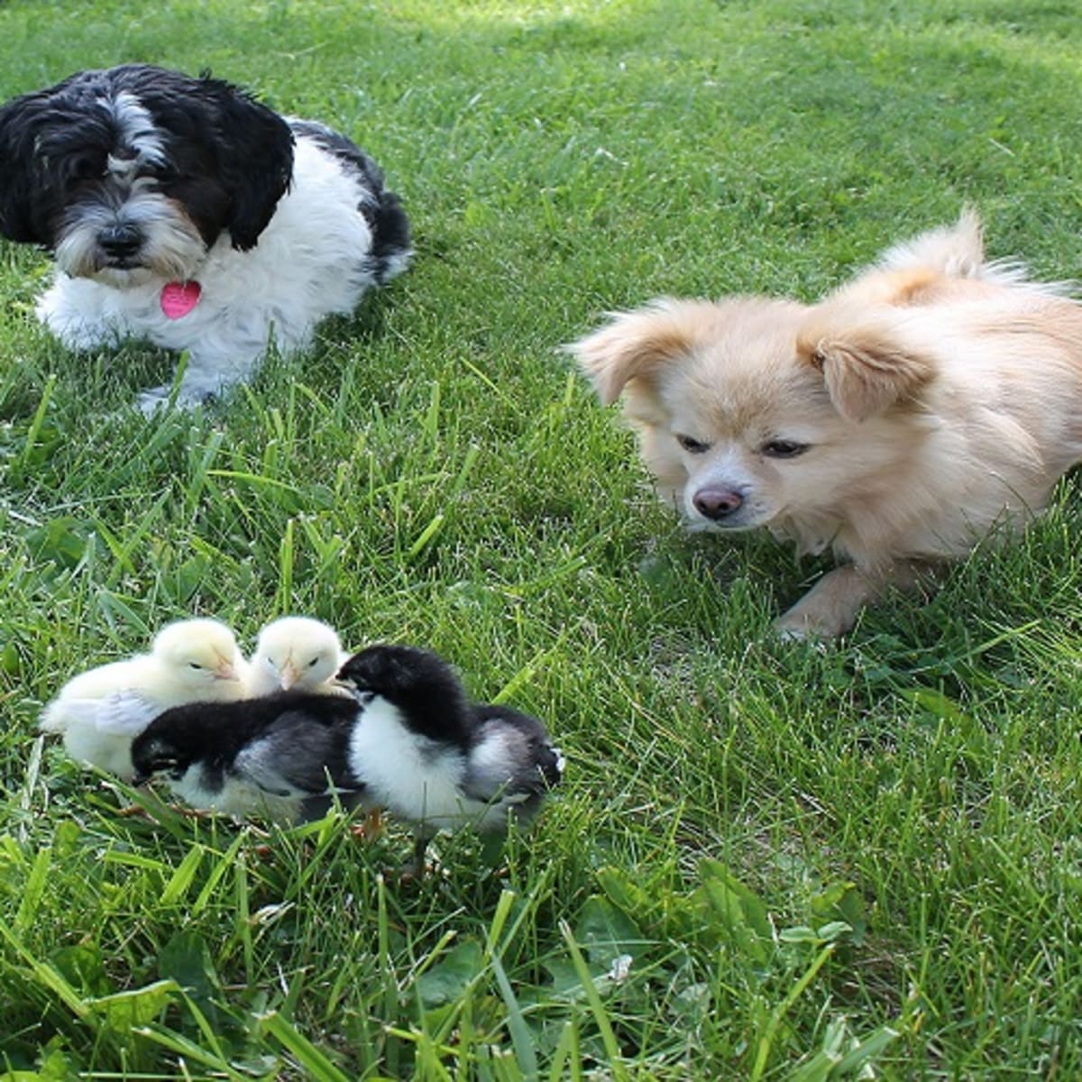 does eating bird poop hurt dogs