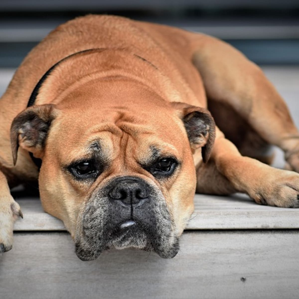 What causes enlarged spleen and liver in dogs