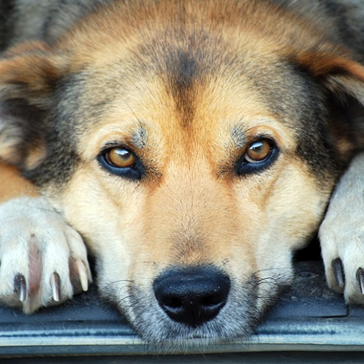 Can Dogs Strain Muscles